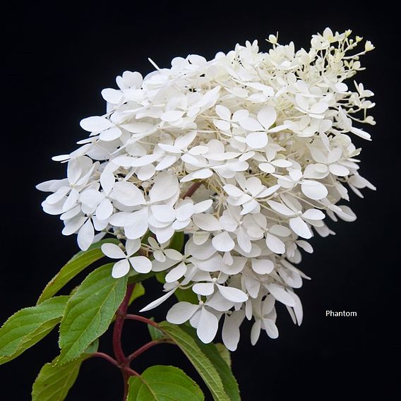 Hydrangea paniculata Collection